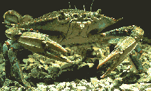 crab